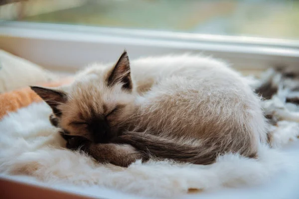 Siam kitten sleeps curled up on the window