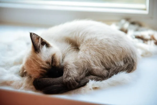 Siam Gatito Duerme Acurrucado Ventana — Foto de Stock