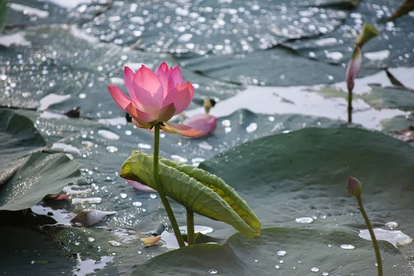 Lótus Rosa Solitário Lago — Fotografia de Stock