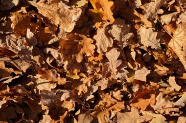 Sonbahar yaprakları arka plan, doğal güzel doğal arka plan