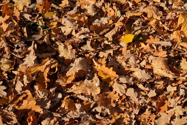 Autunno Foglie Sfondo Naturale Bellissimo Sfondo Naturale — Foto Stock