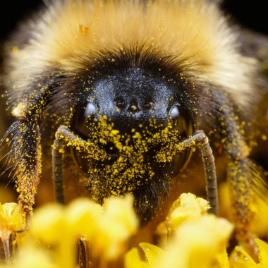 Yaban arısı yakından, büyük bir yaban arısı polen toplar ve sarı bir ayçiçeğini tozlaştırır..