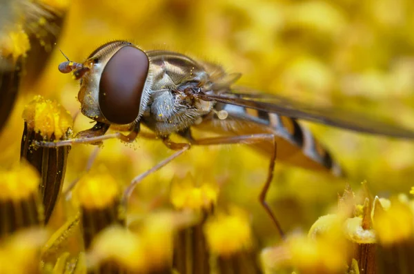 Insekt Fliege Auf Sonnenblumen Ernährt Sich Von Nektar — Stockfoto