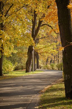 Sonbahar park yolundaki
