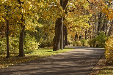 Sonbahar park yolundaki