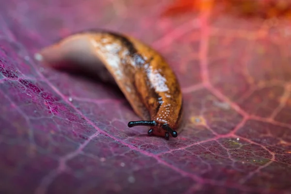 European Slug Beautiful Background Form Colorful Autumn Leaf — Stock Photo, Image