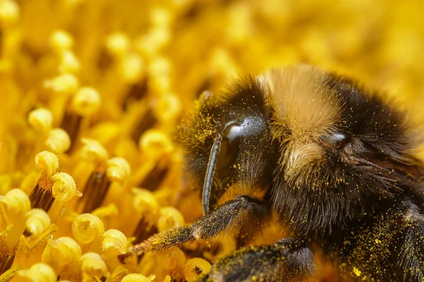 Abejorro Primer Plano Girasol — Foto de Stock