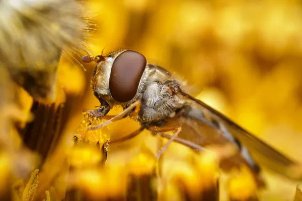 Fliege Auf Einer Sonnenblume Aus Nächster Nähe — Stockfoto
