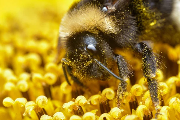 Abejorro Primer Plano Girasol — Foto de Stock