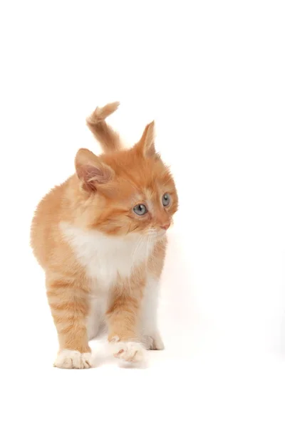 Gatito Aislado Sobre Fondo Blanco —  Fotos de Stock