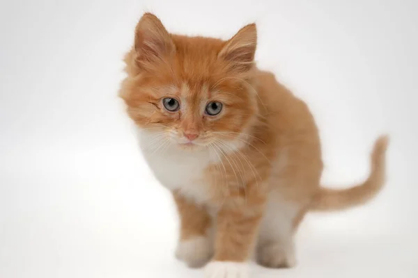 Gatito Aislado Sobre Fondo Blanco — Foto de Stock