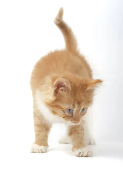 白地に隔離された子猫 — ストック写真