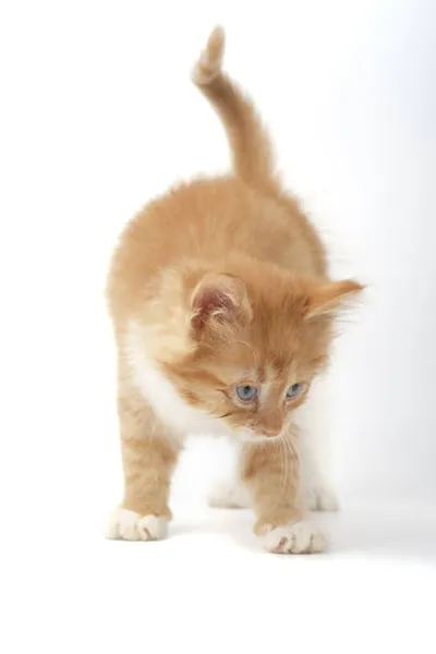 Gatinho Isolado Fundo Branco — Fotografia de Stock