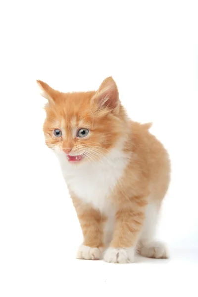 Gatito Aislado Sobre Fondo Blanco —  Fotos de Stock