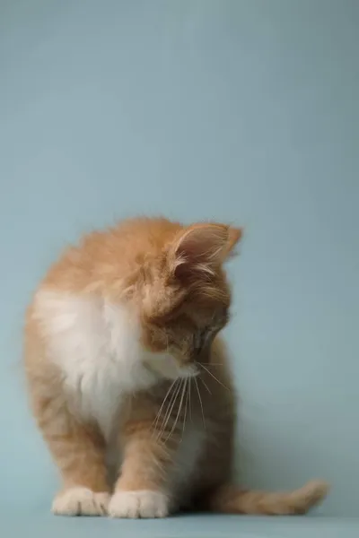 Gatito Sobre Fondo Azul Divertido Mascota Juguetón Niño —  Fotos de Stock