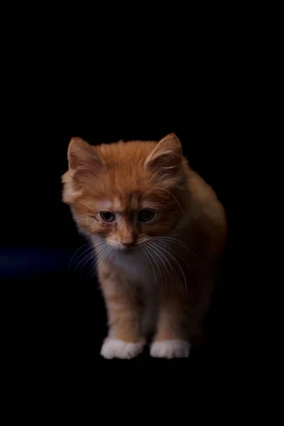 Котенок Изолирован Черном Фоне — стоковое фото