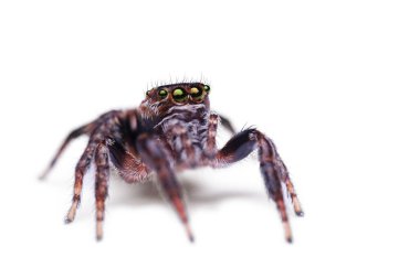 Beyaz arka planda zıplayan örümcek, Salticidae