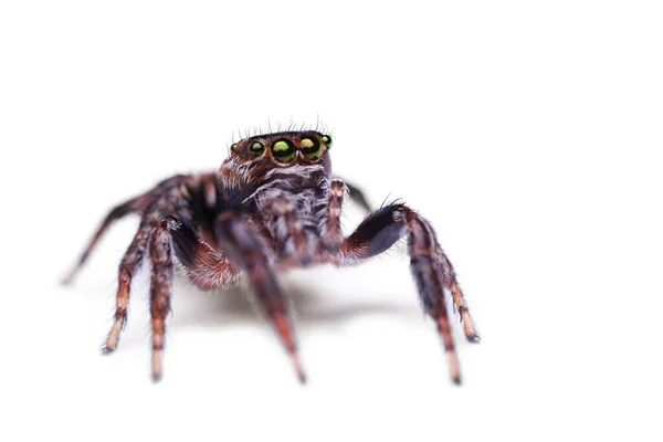 Прыжки Паука Белом Фоне Salticidae Стоковое Фото