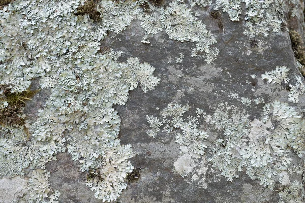 在石头上的新鲜苔藓和苔藓的特写 美丽而抽象的自然背景 — 图库照片