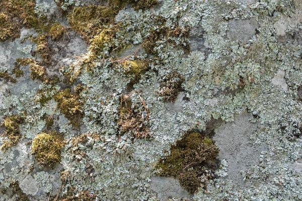 石の上に新鮮な苔と地衣類のクローズアップ 美しい抽象的な自然背景 — ストック写真