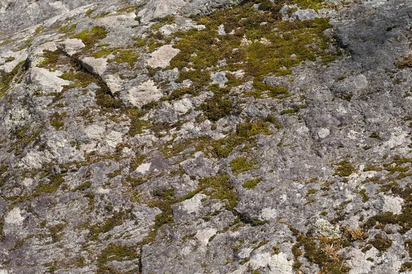 Taş üzerinde taze yosun ve liken yakın plan, güzel soyut doğal arkaplan