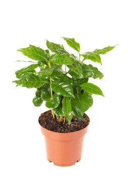 Flower Pot 'taki Arabica Kahve Fabrikası beyaz arka plan görünümünde izole edildi
