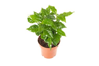 Flower Pot 'taki Arabica Kahve Fabrikası beyaz arka plan görünümünde izole edildi