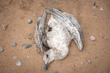 Kumsalda yatan ölü bir martı. Çevresel felaketler ve vahşi yaşam.