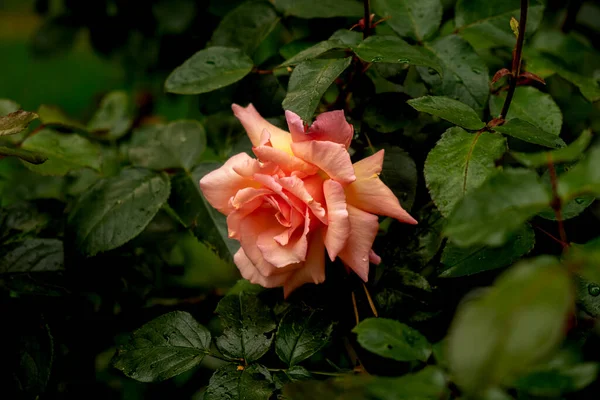 Vacker Ros Blomma Närbild Levande Blomma Rosa Färg Blommig Naturlig — Stockfoto