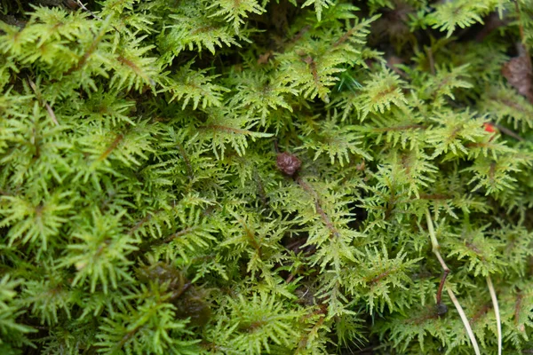 抽象的な背景湿った湿った厚い苔美しい自然の背景 — ストック写真