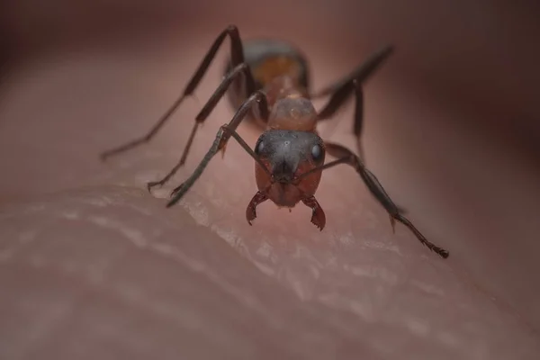Eine Wütende Ameise Attackiert Einen Menschlichen Feind Mit Einem Biss — Stockfoto