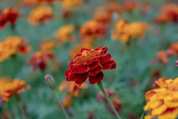 Nahaufnahme Orangefarbener Ringelblumen Einem Öffentlichen Garten Schöner Natürlicher Hintergrund Mit — Stockfoto