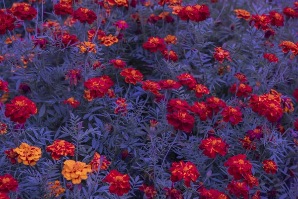 Nahaufnahme Orangefarbener Ringelblumen Einem Öffentlichen Garten Schöner Natürlicher Hintergrund Mit — Stockfoto