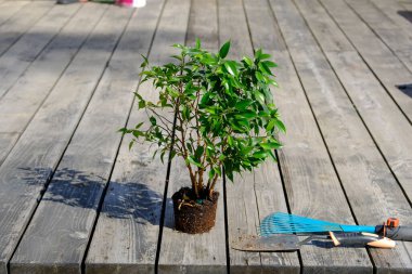 Ahşap gri bir terasta siyah plastik bir tencerede çalı çalısı, ilkbaharda fidelerin ekilmesi için hazırlık, çicek açan rhododendron