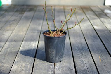 Tahta gri bir terasta, siyah plastik bir saksıda gül çiçekleri, ilkbaharda ekmek için fideleri hazırlıyorlar.