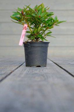Gri ahşap arka planda siyah plastik bir tencerede filizlenen küçük bir rhododendron.