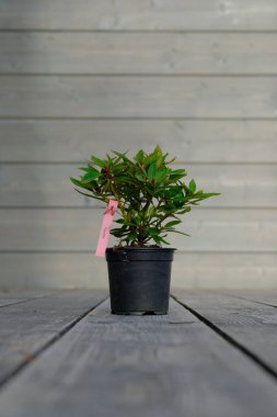 Gri ahşap arka planda siyah plastik bir tencerede filizlenen küçük bir rhododendron.