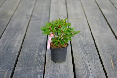Gri ahşap arka planda siyah plastik bir tencerede filizlenen küçük bir rhododendron.
