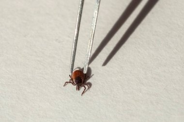 Derinin altındaki haşereleri çıkarmak için kene cımbızı sökmek için bir spatula.