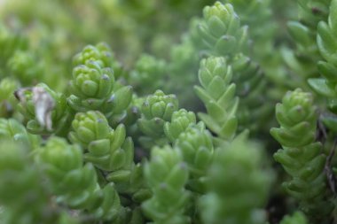 Ochitok caustic, Ochitkovye familyasından Ochitok Sedum familyasından uzun ömürlü bir bitki türüdür..