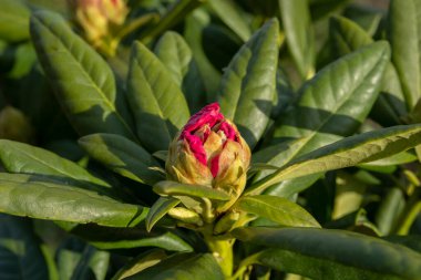 çiçek goncası rhododendron yakın plan