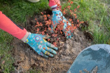 Japon spirea bitkisini ekme süreci, bakım ve bahar ekimi wadu fideleri ile