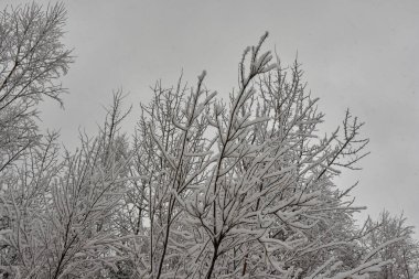 Ormanda kış, soyut doğal arkaplan