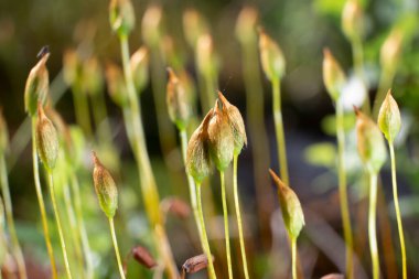 Bataklık bagulnik, cilt tedavisinde kullanılan ve parfüm, sabun ve tekstil endüstrisinde kullanılan bir bitkidir..