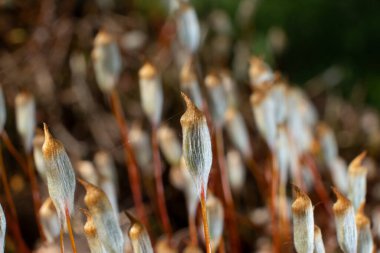 Bataklık bagulnik, cilt tedavisinde kullanılan ve parfüm, sabun ve tekstil endüstrisinde kullanılan bir bitkidir..