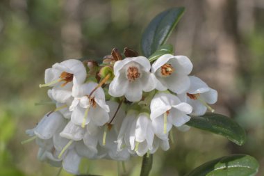 İskandinavya 'da ve kuzey İskandinav ülkelerinde ve onların ormanlarında açan, Kuzey yaban mersinli Vitit-Idaea gezegeninin küçük kızılcıkları.