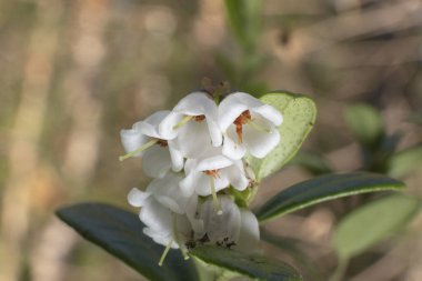 İskandinavya 'da ve kuzey İskandinav ülkelerinde ve onların ormanlarında açan, Kuzey yaban mersinli Vitit-Idaea gezegeninin küçük kızılcıkları.