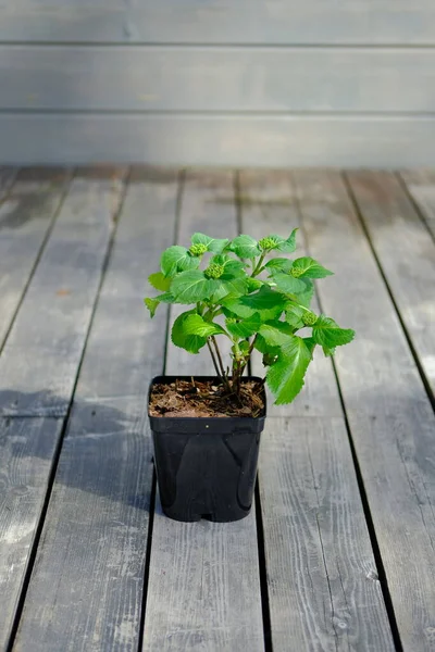 Arbusto Forsythia Una Olla Plástico Negro Sobre Fondo Madera Gris —  Fotos de Stock