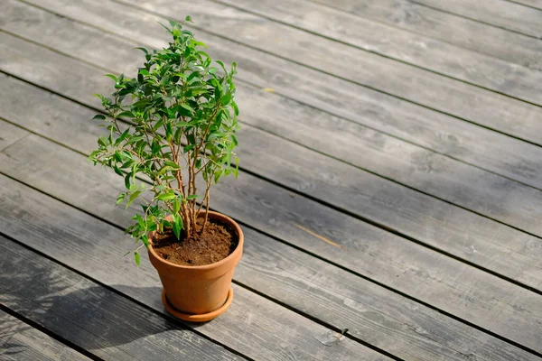 Arbusto Rododendro Pote Plástico Preto Terraço Cinza Madeira Preparação Mudas — Fotografia de Stock