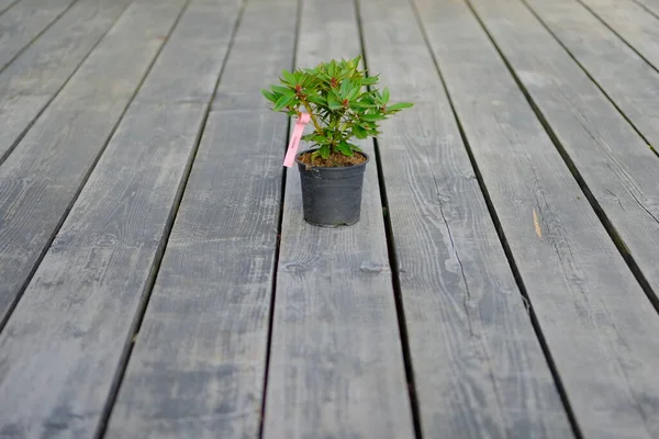 Uma Pequena Planta Cultivada Sementes Rododendros Pote Plástico Preto Fundo — Fotografia de Stock